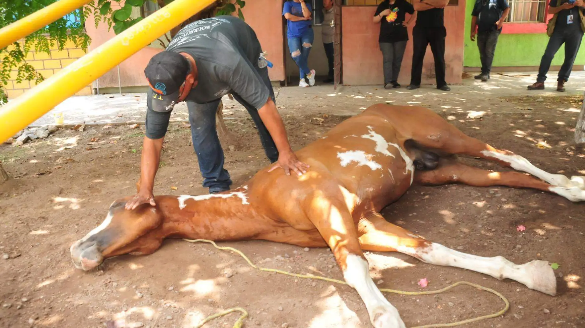 Autoridades brindarán ayuda para salvar la vida al caballito de la Morelos